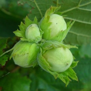 Саженец фундука Кавказ