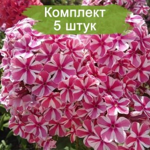 Саженцы флокса пятнистого Наташа -  комплект 5 шт.