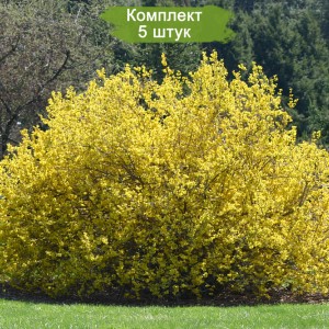 Саженцы форзиции яйцевидной -  комплект 5 шт.