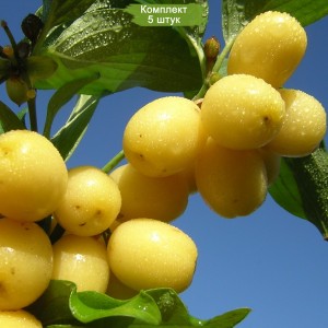 Саженцы кизила Галицкий -  комплект 5 шт.