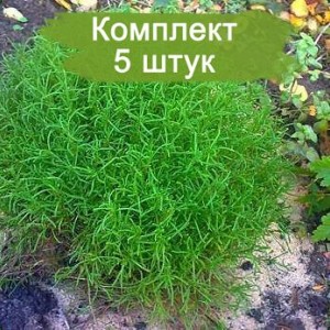 Саженцы сантолины зеленоватой -  комплект 5 шт.