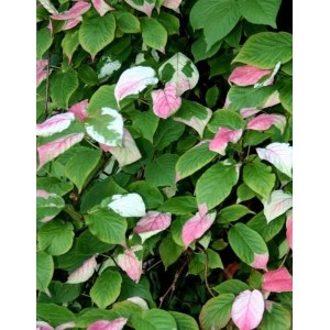 Саженец актинидии коломикта мужской Адам