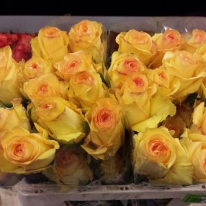 Саженец чайно-гибридной розы Дэжавю (Deja vu)