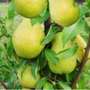 Саженец колоновидной груши  Диалог