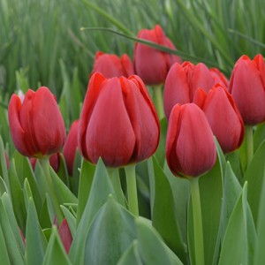 Луковица тюльпана Суррендер (Surrender)