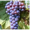 Виноград Башкирский