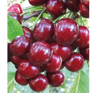 Вишня Игрицкая