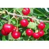 Вишня Окский Рубин