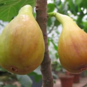 Саженец инжира желтовато-зеленого ремонтантного Долматского