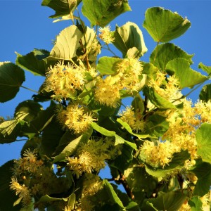 Саженец липы Сибирской от 150 см